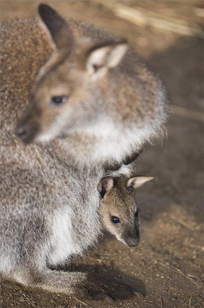 Háromhónapos Bennett-kenguru az anyja erszényében, a nyíregyházi állatkertben