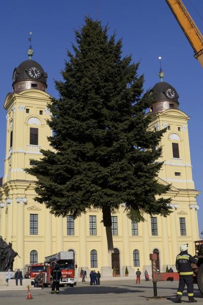 Felállították Debrecen karácsonyfáját