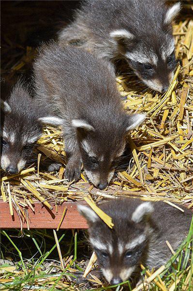 Mosómedve ikrek születtek a Debreceni Állatkertben. Bemutatójuk május közepén volt  Fotó: Czeglédi Zsolt (MTI)