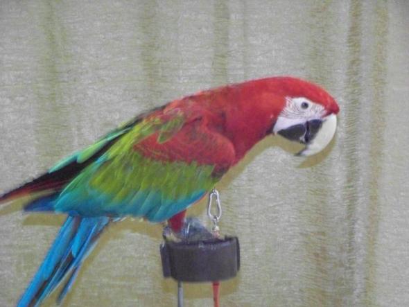 Denisz, a vasutas művelődési központ papagájkiállításán