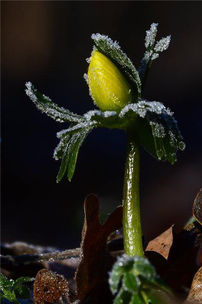 Téltemető virág  Fotó: Czeglédi Zsolt (MTI)