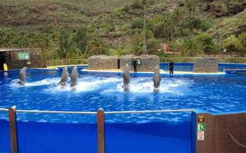 Barátságos delfinek bemutatója a Palmitos Parkban