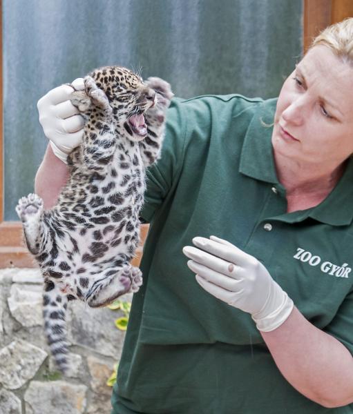 Jaguár született a győri állatkertben