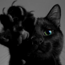 Fekete macska, mint szerencsétlenség. És a fehér?