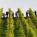 Tokaji szüret