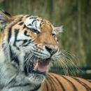 Nem igazán lucernára vágyik  Fotó: ZOO Debrecen
