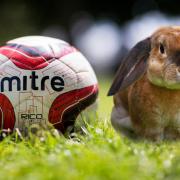Részben jó, részben rossz Fotó: futballista.hu